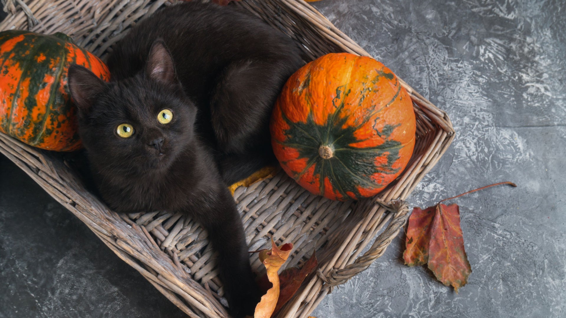 Why Black Cats Are Associated With Halloween and Bad Luck