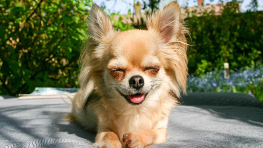 3 Ways to Keep Small Dogs Healthy and Happy