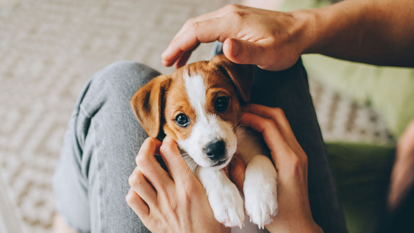 Prep for Your Puppy with Puppy Bites & Puppy Milk Replacer