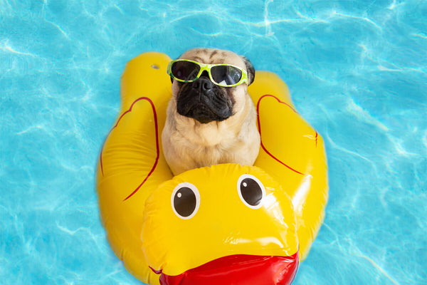 Which Dog Breeds Can't Swim Good?