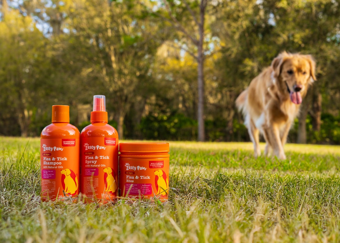 Dog Days of Summer: What to Pack for Your Pup