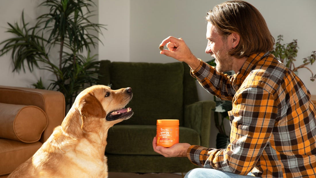 Seasonal Allergy Signs in Dogs: What to Watch For