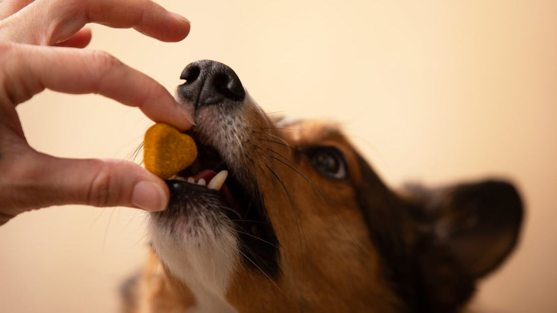 What Human Foods Can Dogs Eat? A Practical Safety Guide