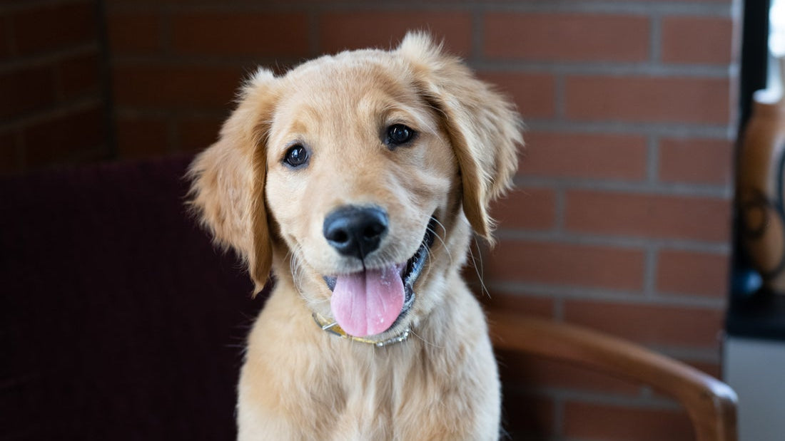 Coconut Oil for Dogs: What Pet Parents Should Know