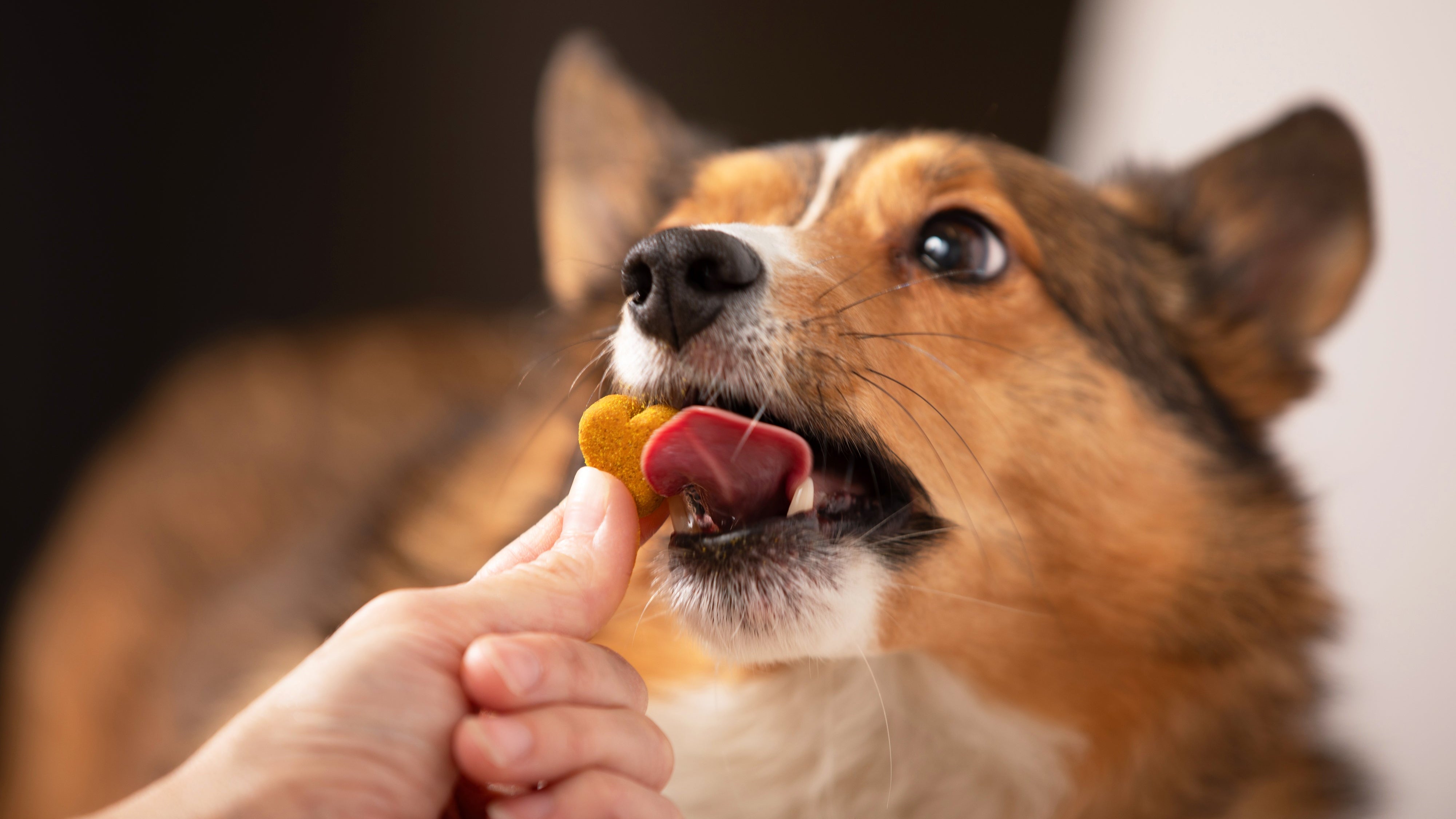 Dog Probiotics 101