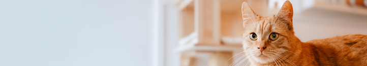 Shop Multivitamins for Cats