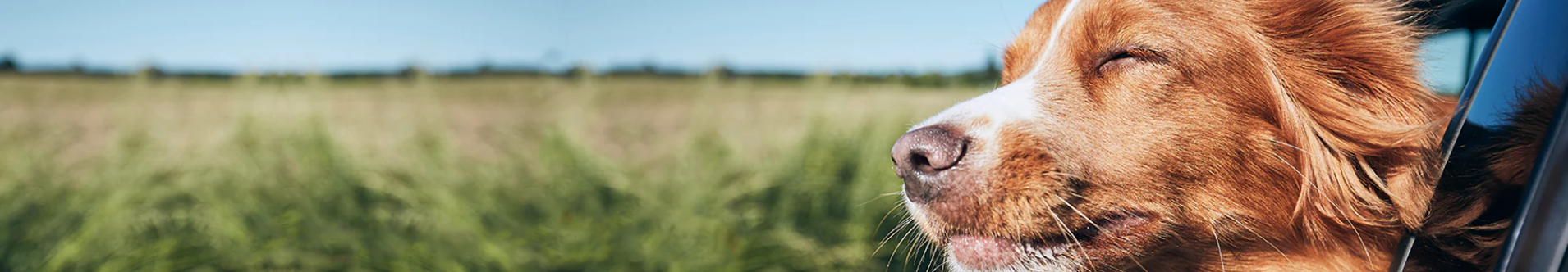 Shop Hemp Elements For Dogs & Cats