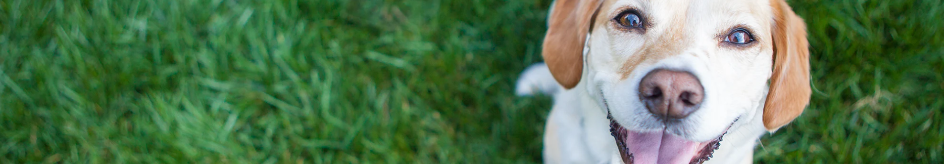 Urinary Tract Health