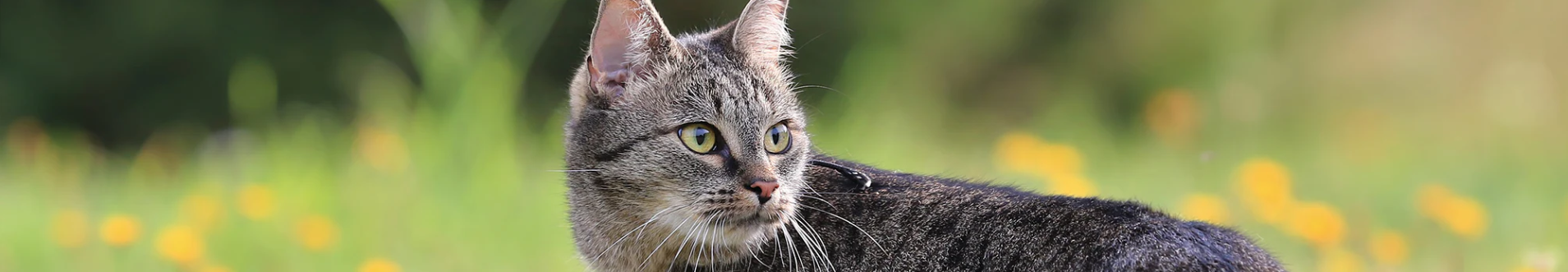 Urinary Tract Health For Cats