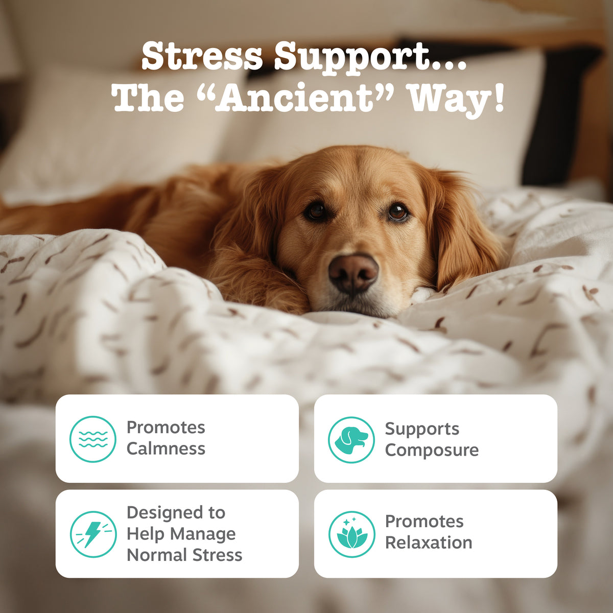 Ancient Elements™ Calming Bites™ for Dogs