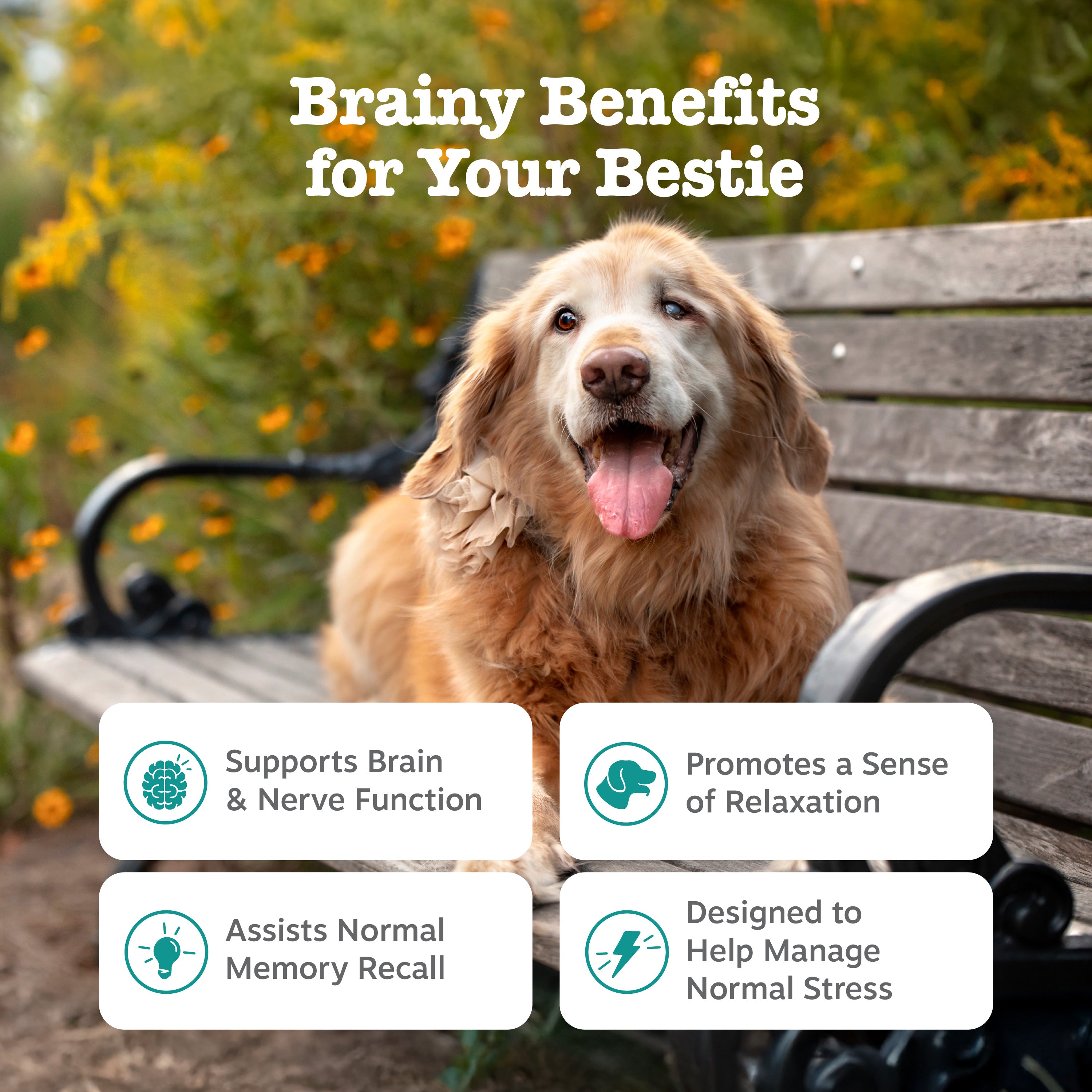 Senior Advanced Cognition Bites™ for Senior Dogs
