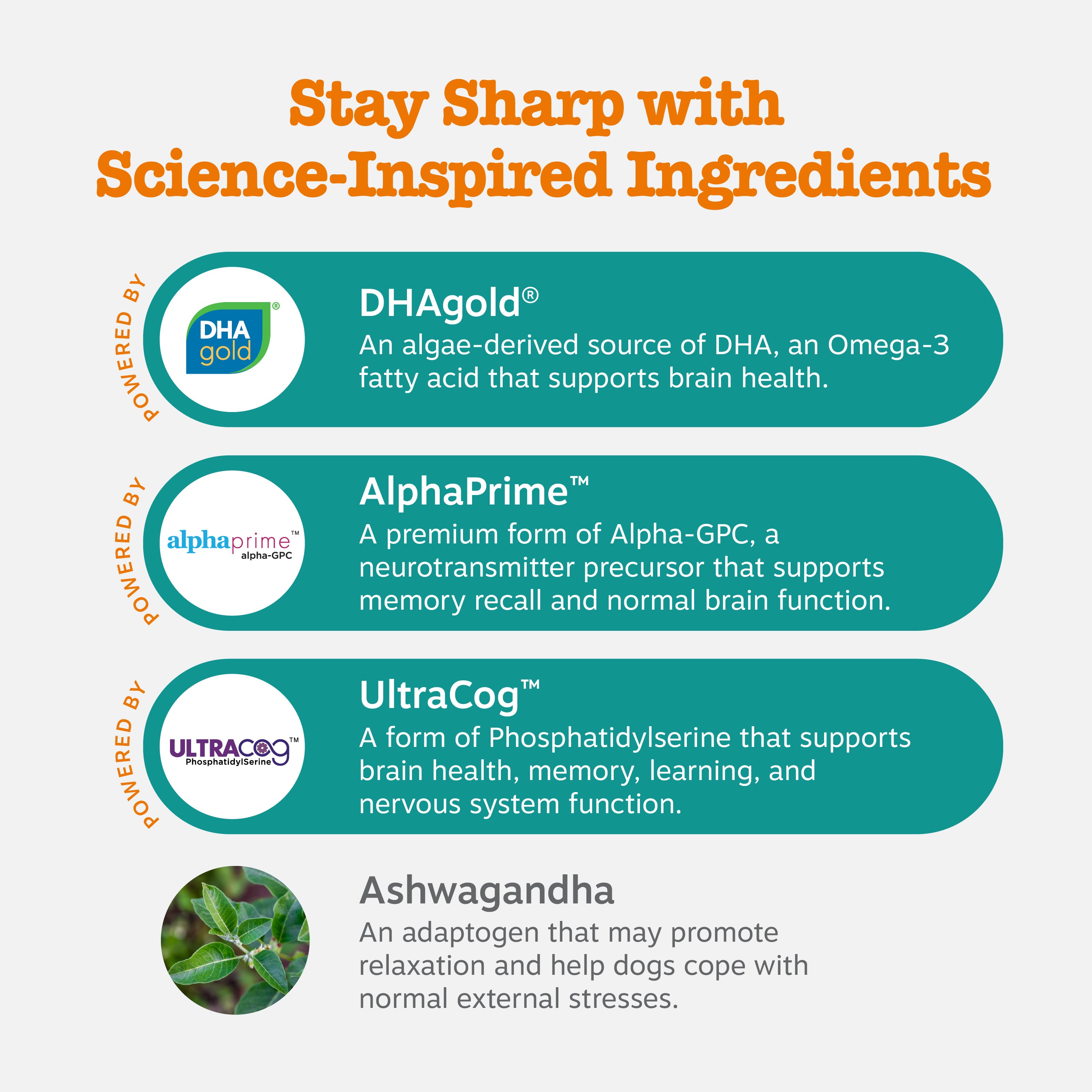 Senior Advanced Cognition Bites™ for Senior Dogs