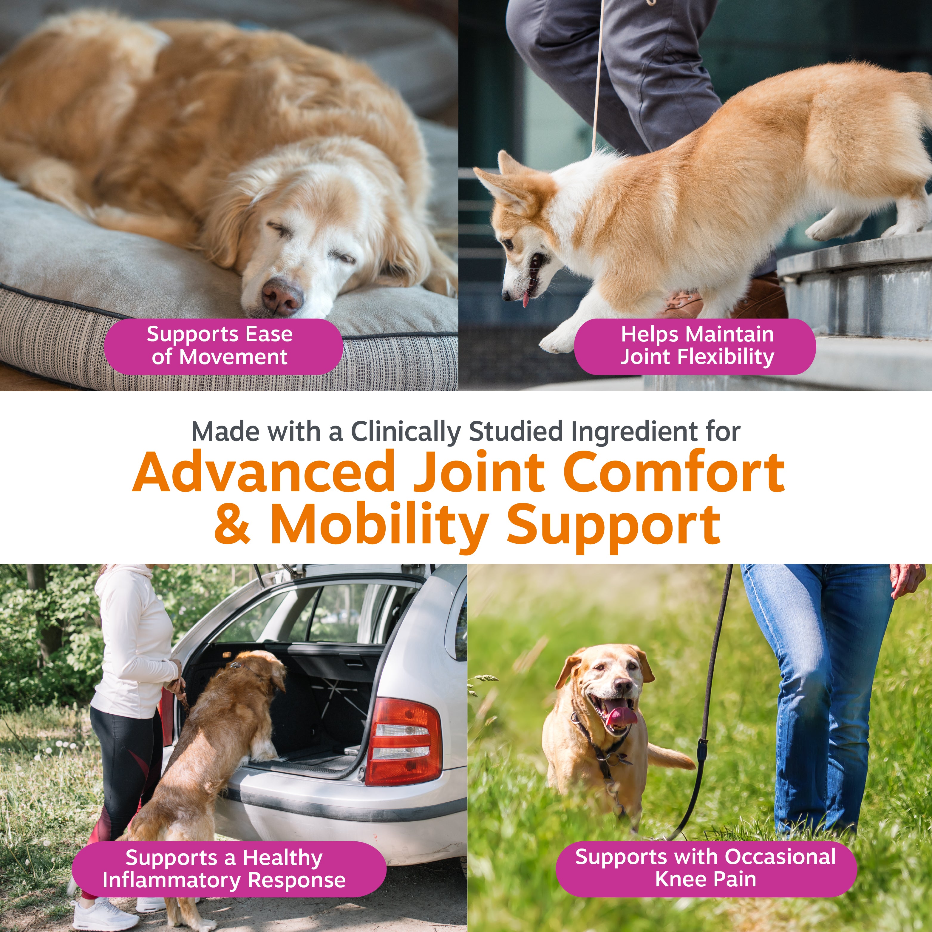 Vet Strength Hip & Joint Bites for Dogs