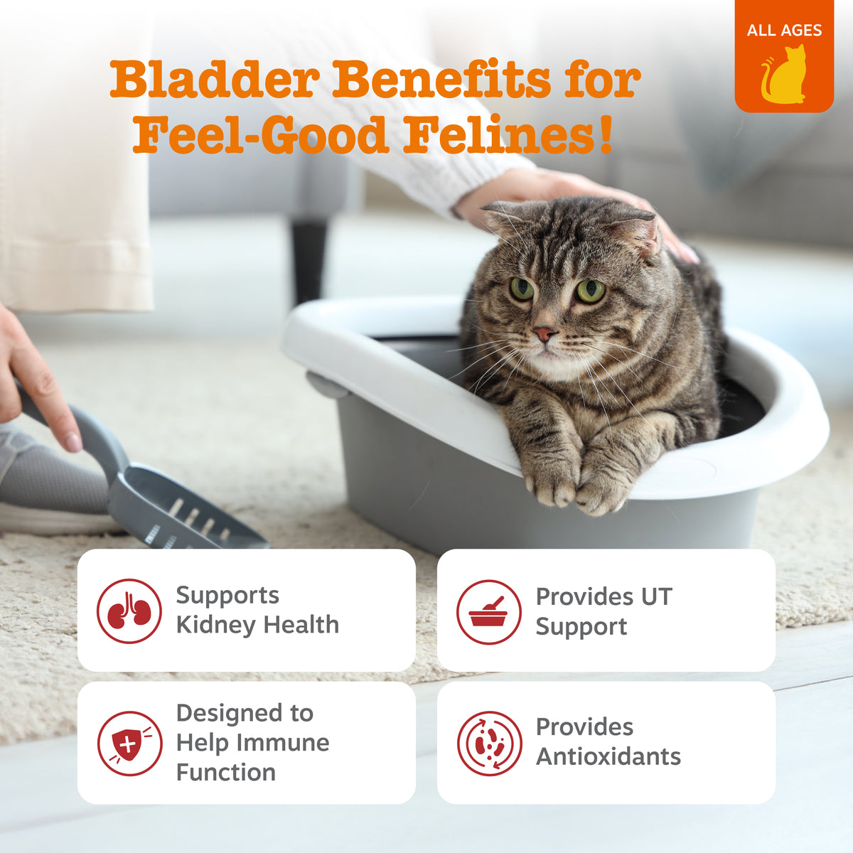 Urinary Tract Bites for Cats