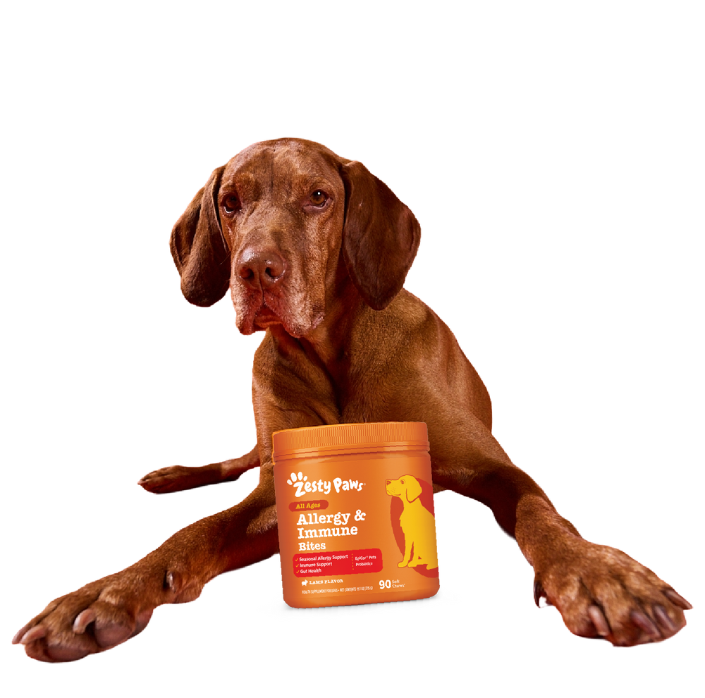Dog with Orange Jar.