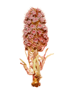 Butterbur Extract Butterbur Extract