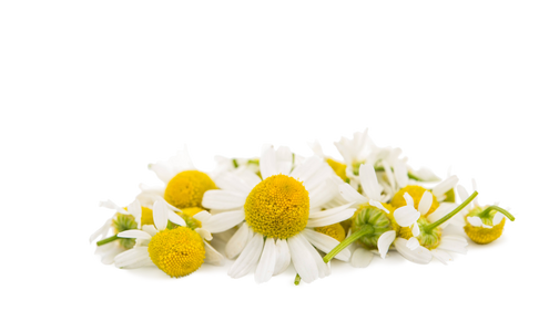 Chamomile Chamomile
