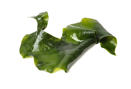 Kelp Kelp