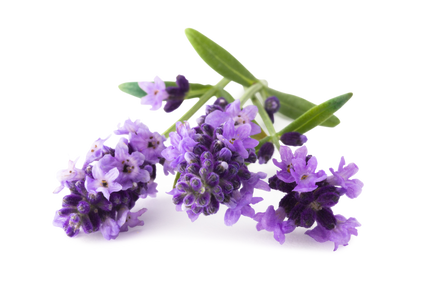 Lavender Oil Lavender Oil