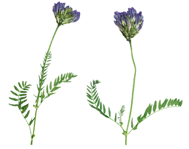 Organic Astragalus Organic Astragalus