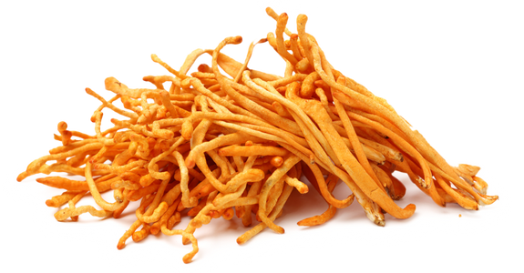 Organic Cordyceps Organic Cordyceps