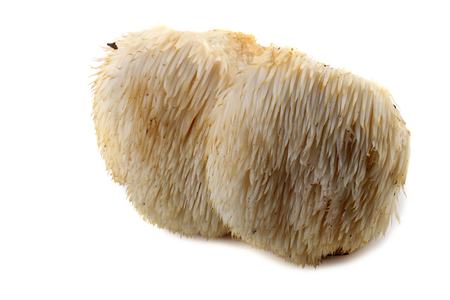 Organic Lion's Mane Organic Lion's Mane
