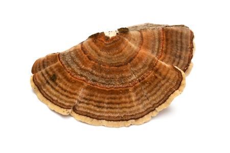 Organic Turkey Tail Organic Turkey Tail
