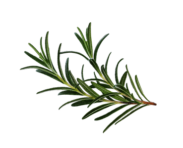Rosemary Extract Rosemary Extract