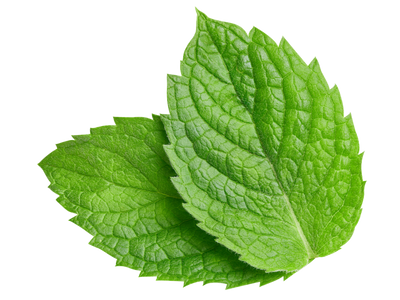 Spearmint Spearmint