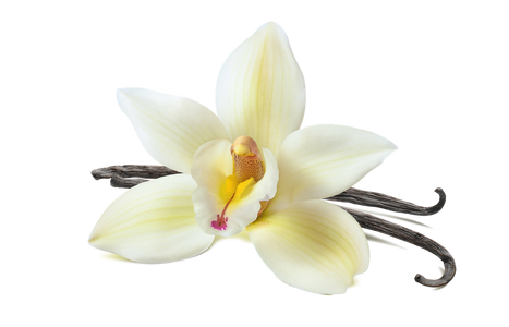 Vanilla Vanilla