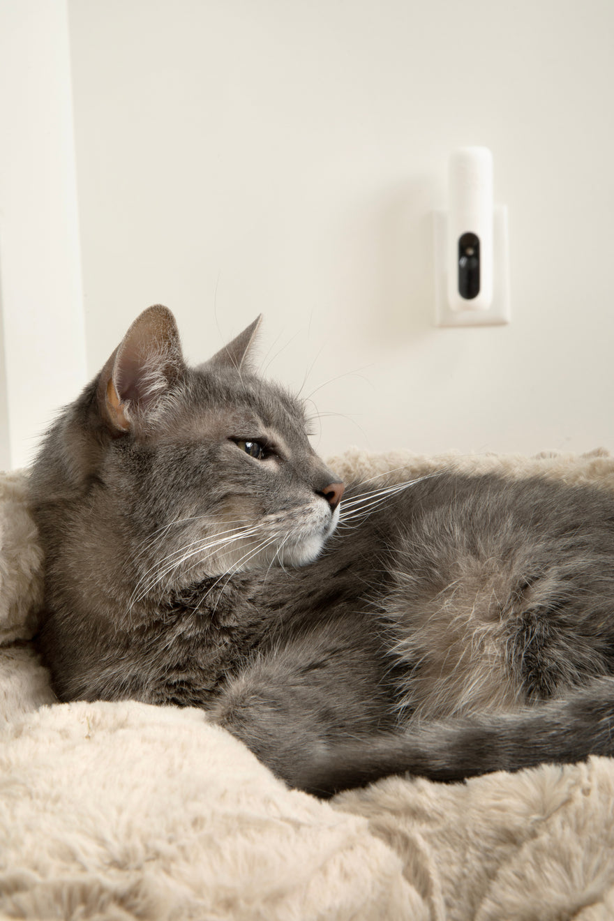 Cat with Zesty Paws Calming Diffuser