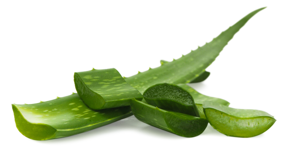 Aloe Vera Aloe Vera