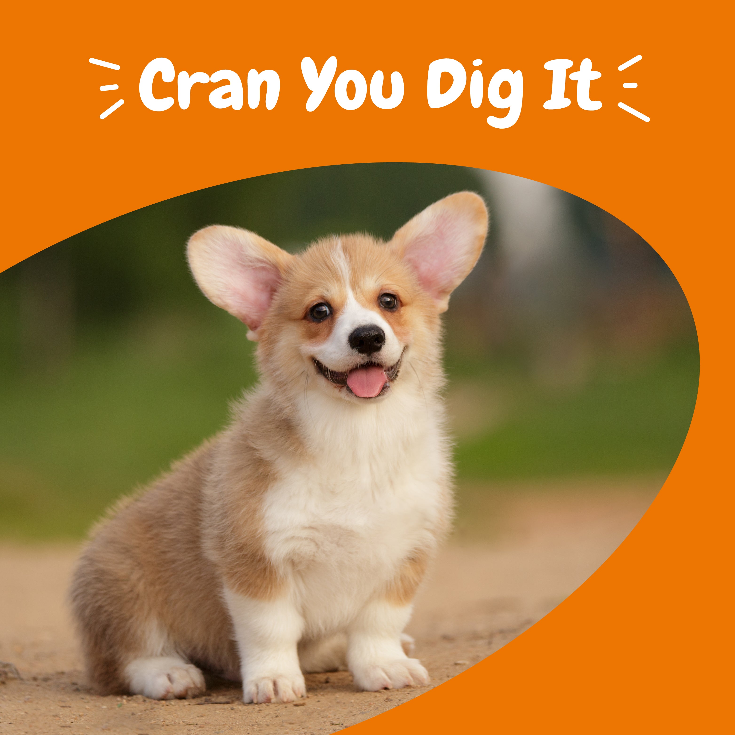 Urinary Tract Bites for Dogs