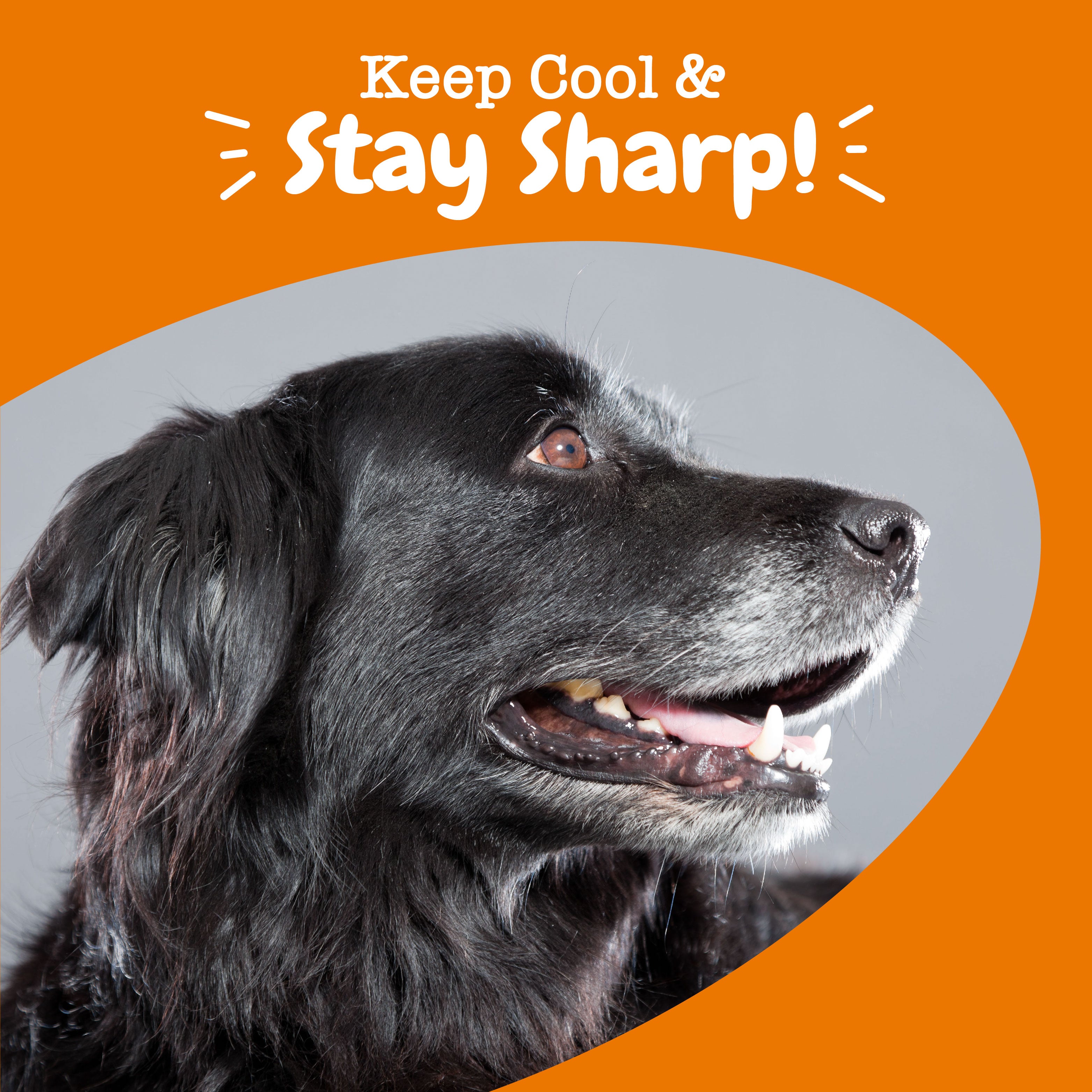 Calming & Cognition Bites™ for Senior Dogs