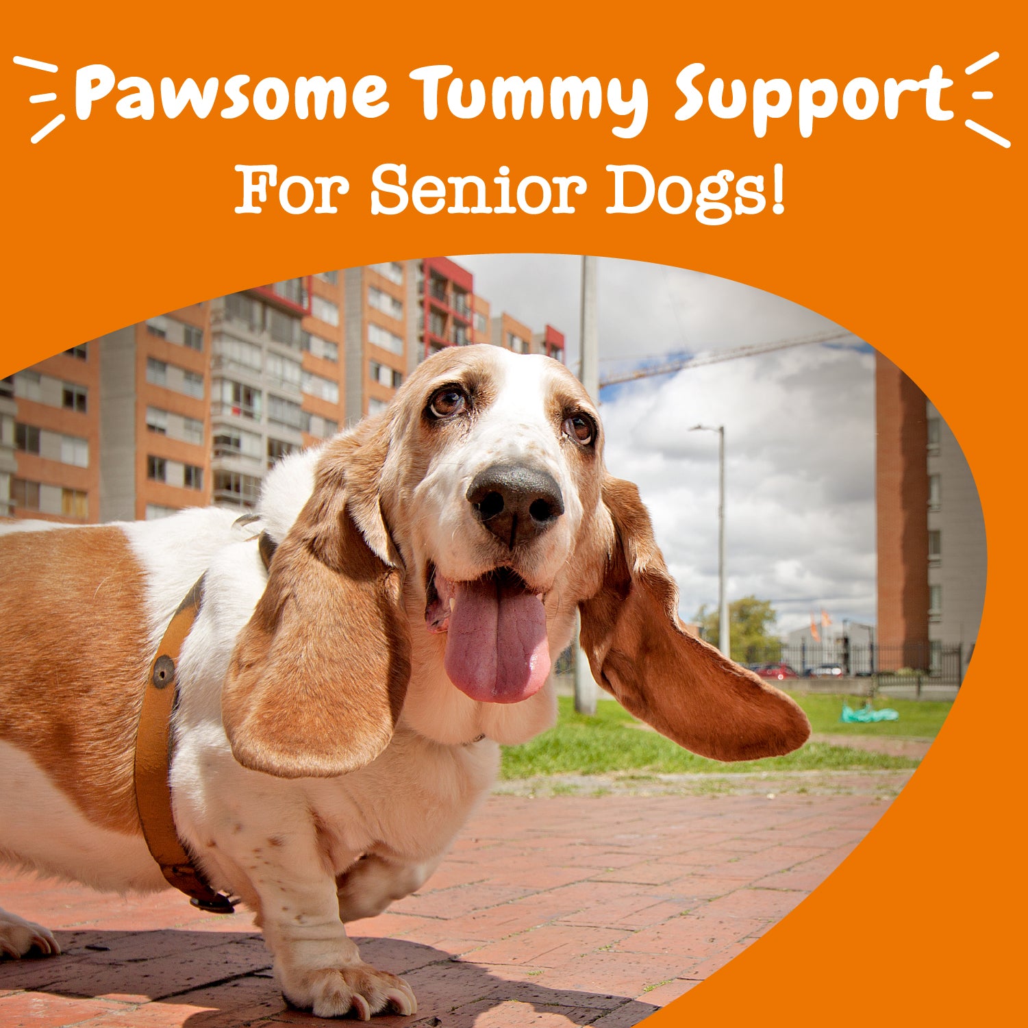 Senior Advanced Probiotic Bites™ for Senior Dogs