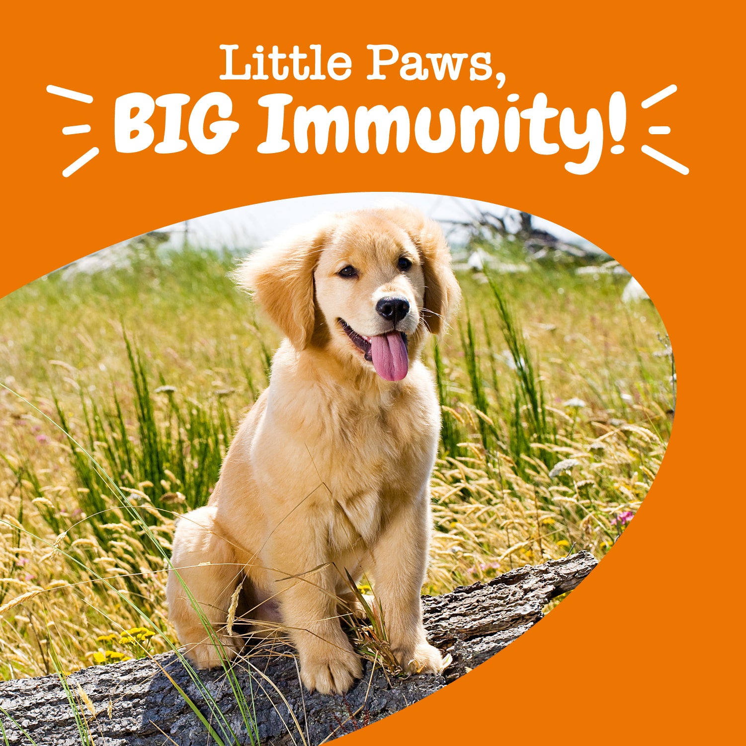 Puppy Allergy & Immune Bites
