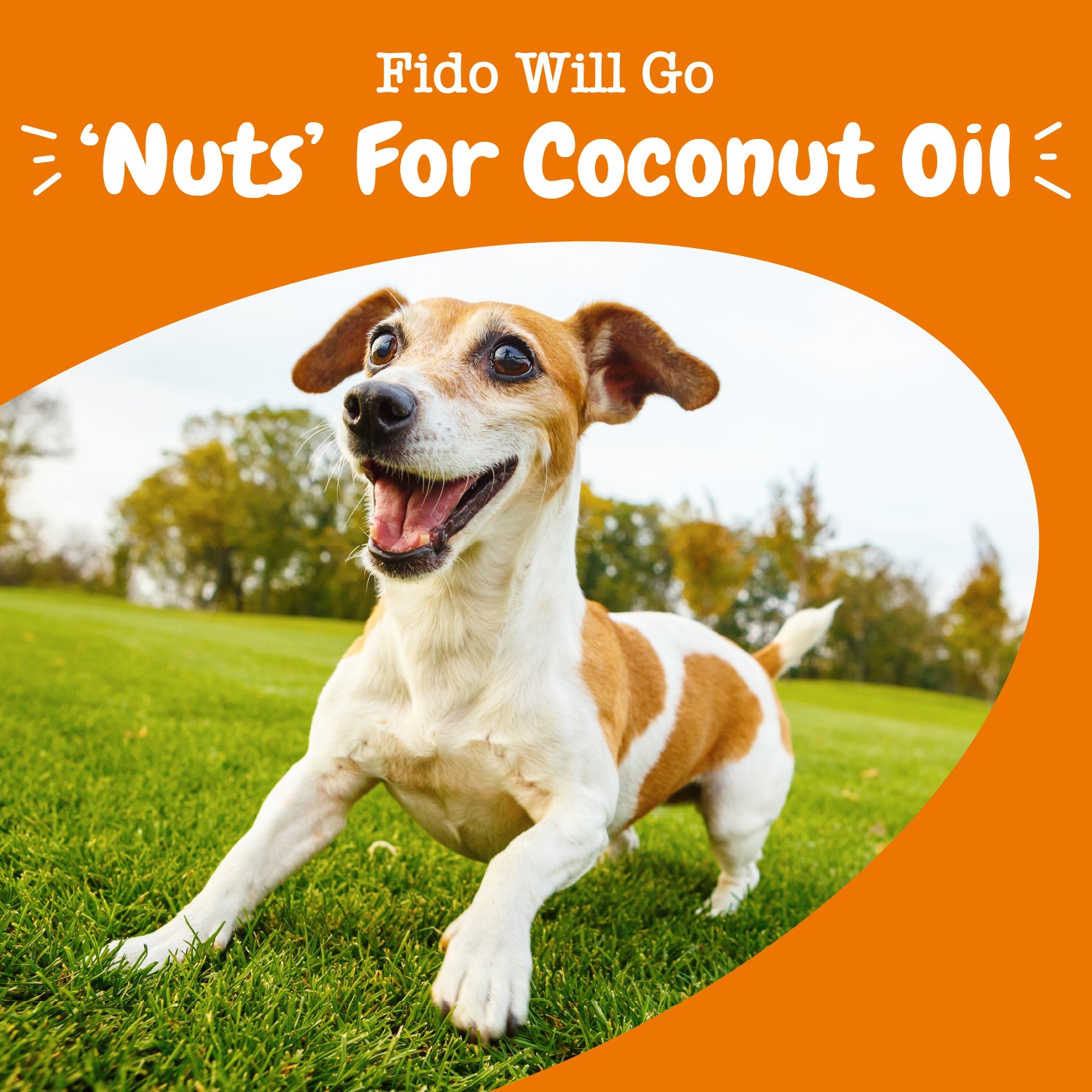 Organic Coconut Oil for Dogs