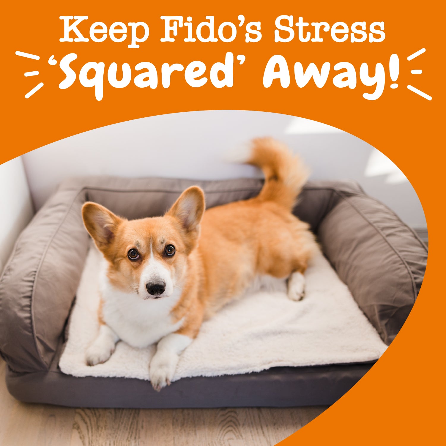 Lil' Zesties™ Calming Squares™ for Dogs