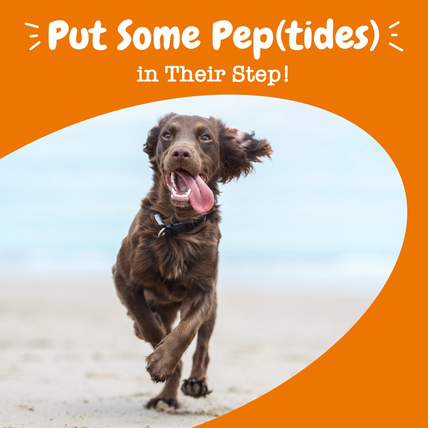 Multi-Collagen Bites™ for Dogs