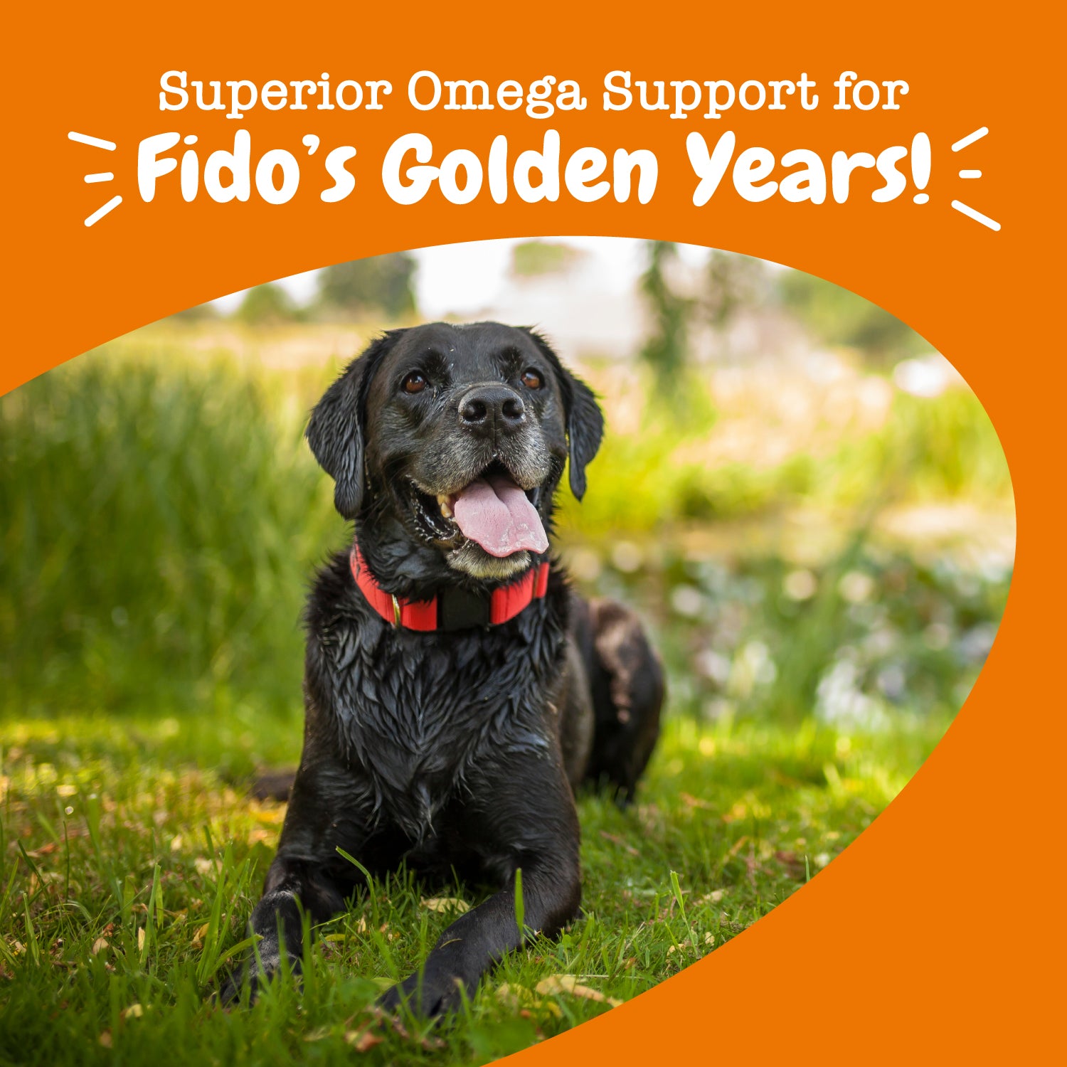 Senior Advanced Omega Bites™ for Senior Dogs