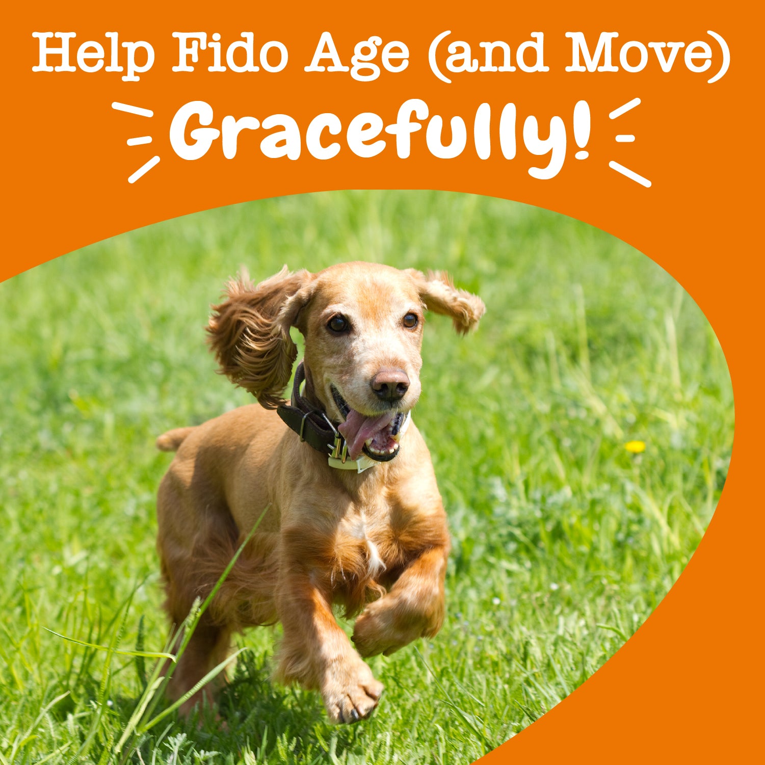 Senior Advanced Mobility Bites™ for Senior Dogs