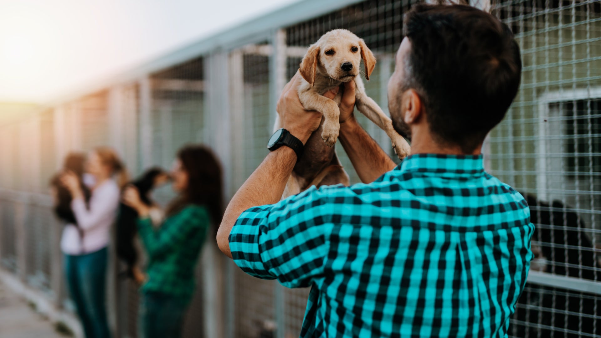 Which Dog Breeds Match YOUR Personality?