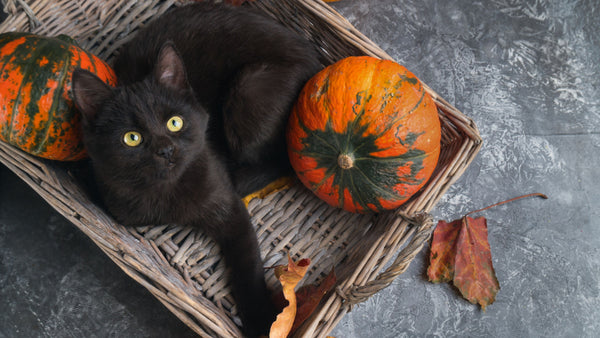 3 Halloween Safety Tips for Black Cats