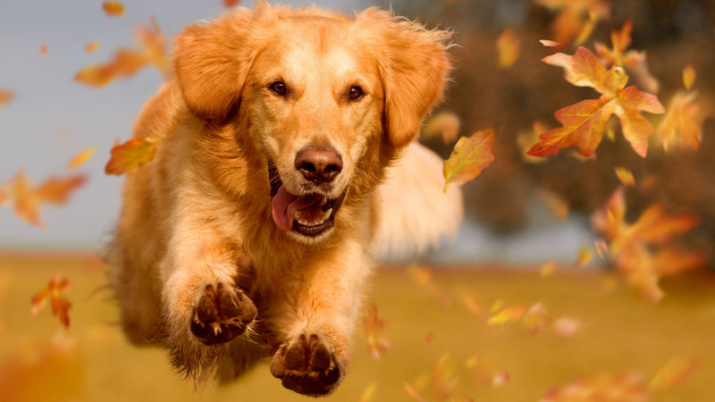 glucosamine benefits for dogs