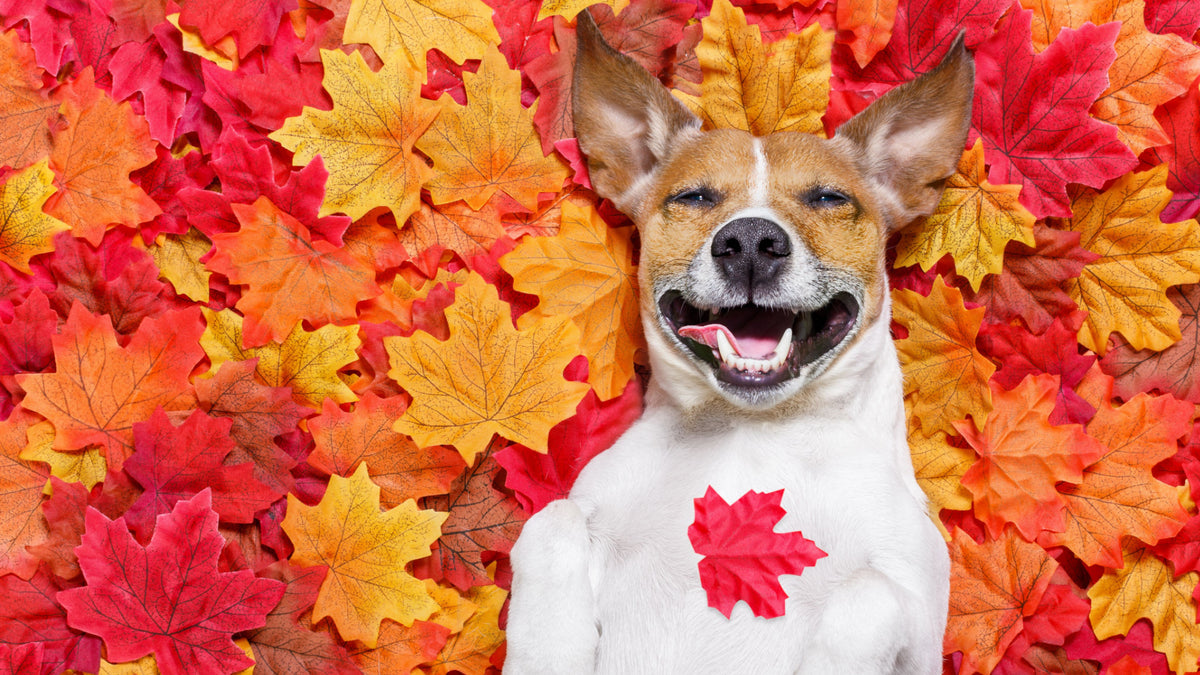 Fall Dog 4 Fall Safety Tips for Dogs