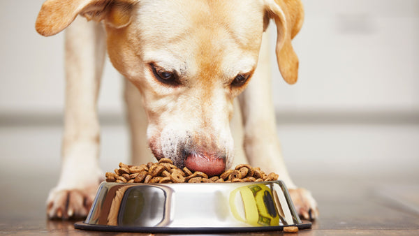 Is Salmon Oil Good for Dogs? Benefits Explained!