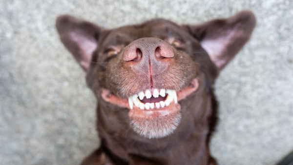 Best Ways to Keep Dogs' Teeth Clean
