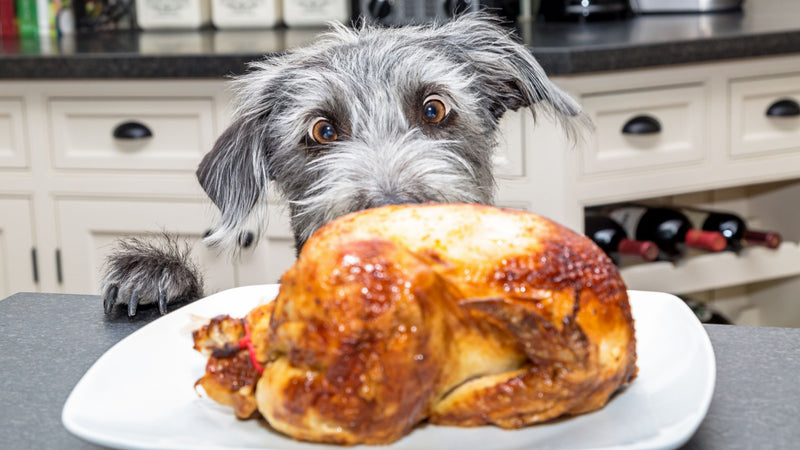 What Thanksgiving Foods Can Dogs Eat?