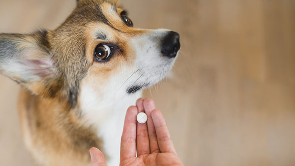 How to Hide Pills for Dogs – the EASY Way!
