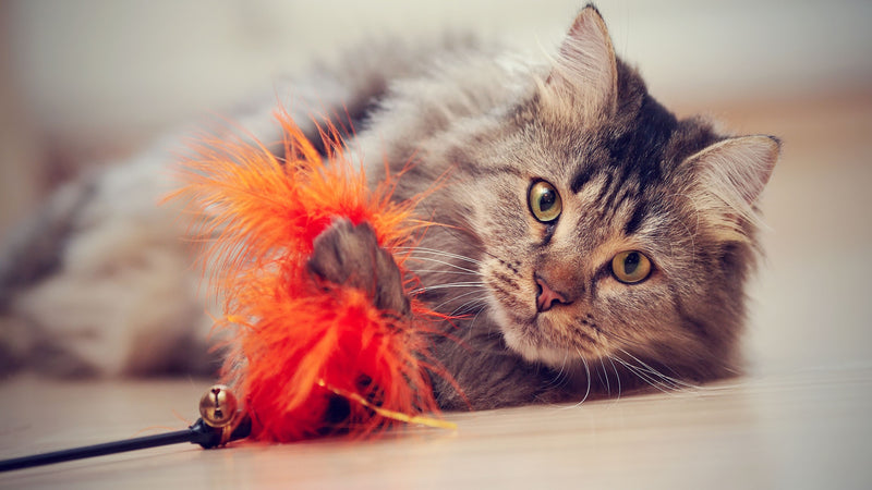 Best Ways to Keep Your Cat Entertained